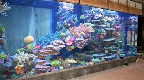 How to Build a Self Sustaining Aquarium: Tips and Tricks for .